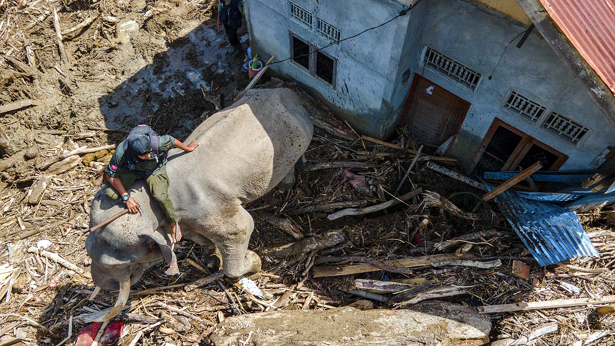 Sumatra Flood Elephants