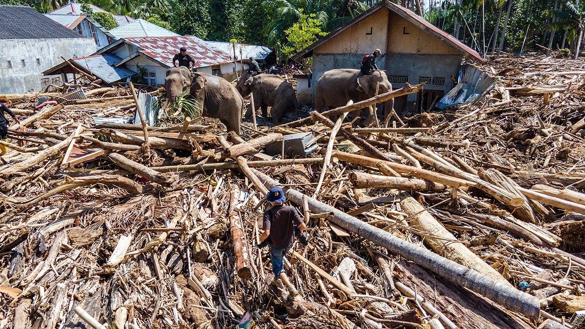 Sumatra Flood Elephants