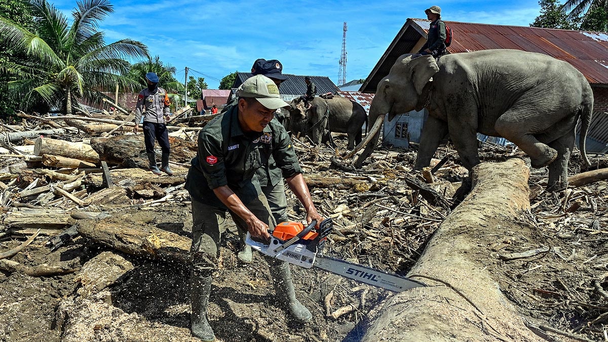 Sumatra Flood Elephants
