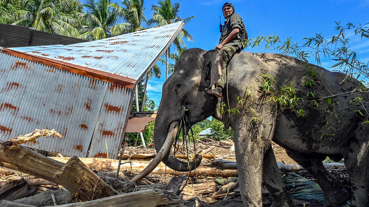 Sumatra Flood Elephants