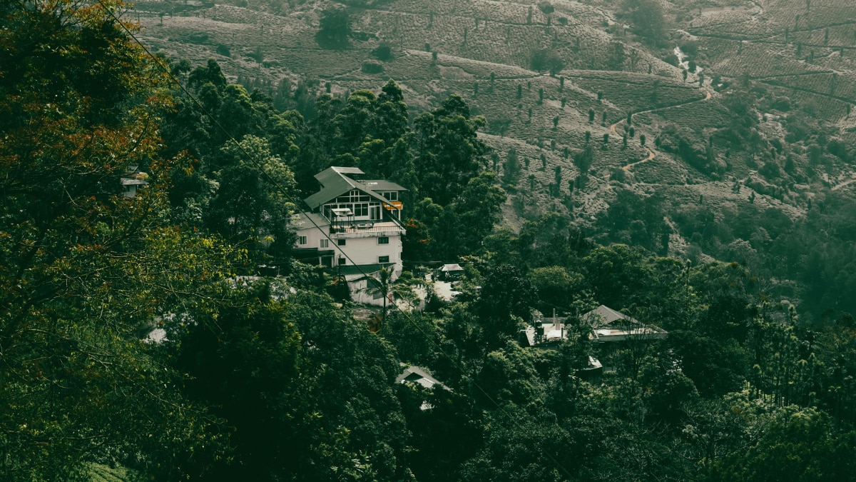Velvety greenery of Munnar