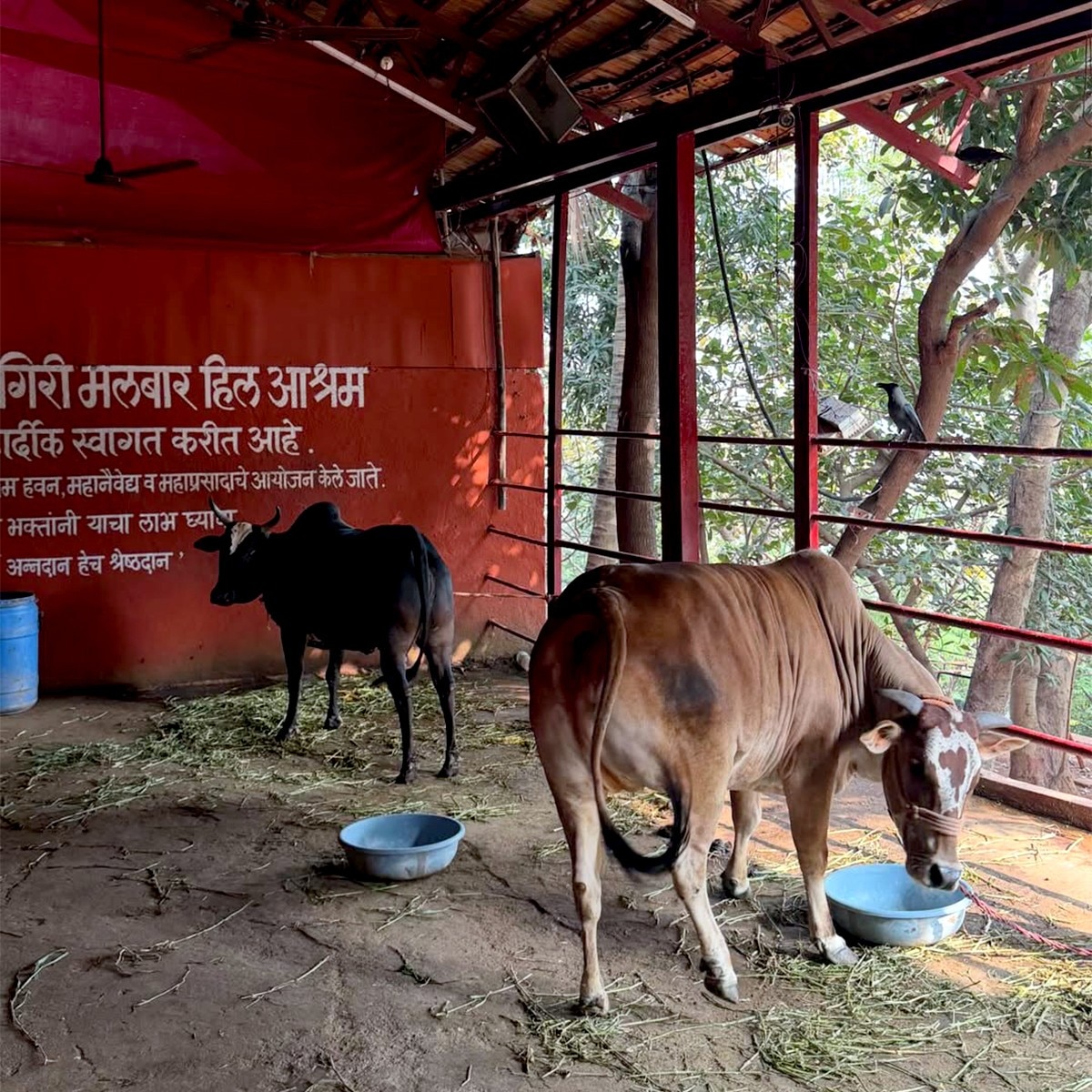 अनन्या पांडे