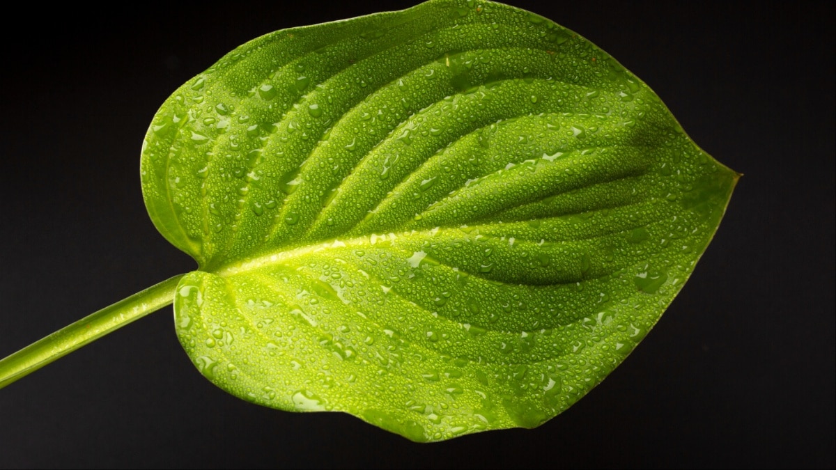 betal leaf