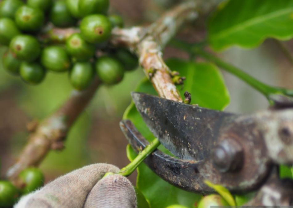 Makar Sankranti 2026