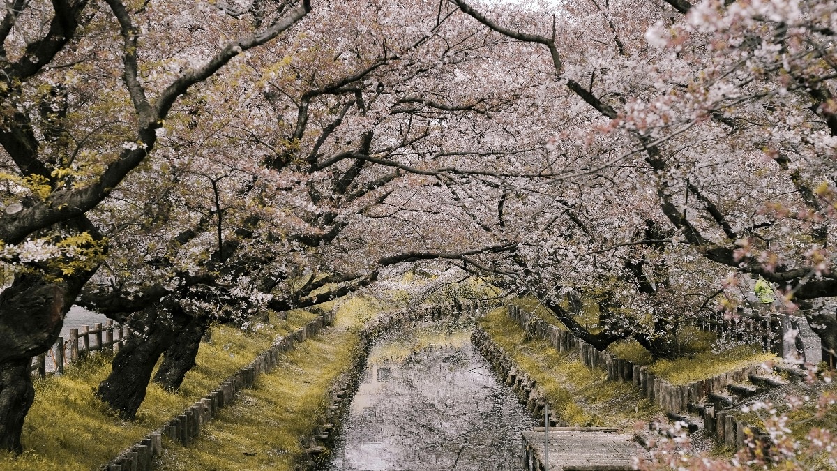 Japan cherry blossom festival
