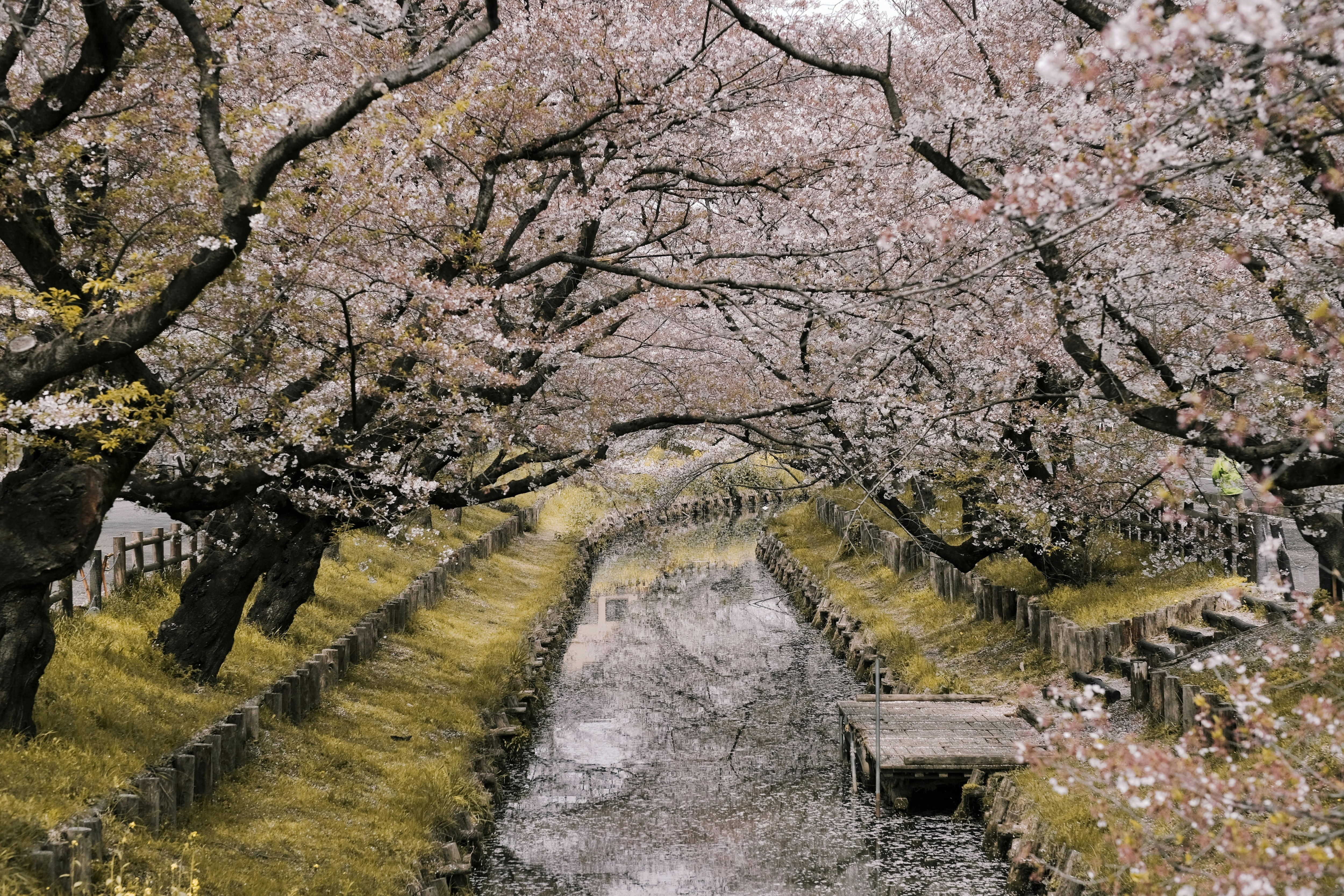Japan cherry blossom festival