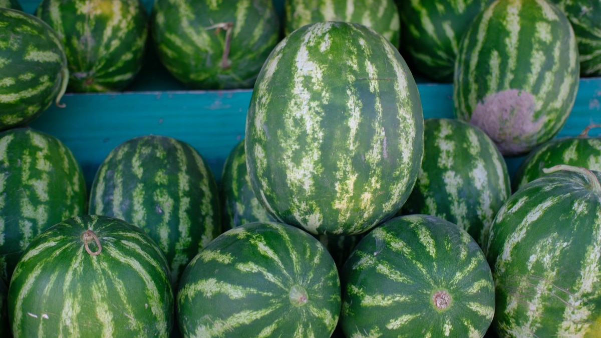 Watermelon Prices Crash in India as Iran War Disrupts Middle East Exports