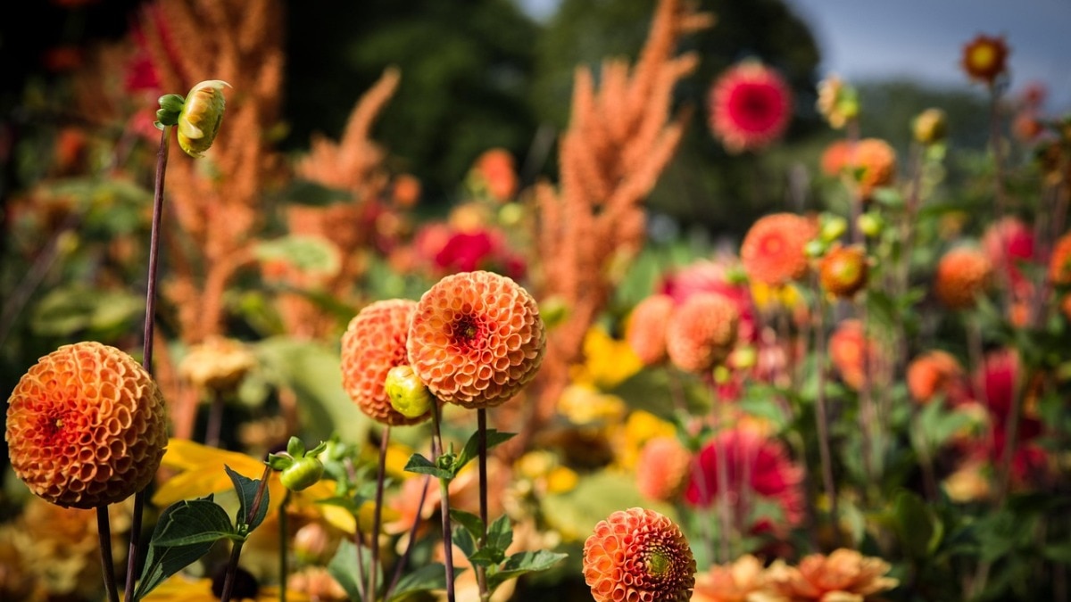 दुनिया भर के वैज्ञानिक यह समझने की कोशिश कर रहे हैं कि क्या पौधों की मदद से मिट्टी से कीमती धातुएं निकाली जा सकती हैं. ( Photo: Pexels)