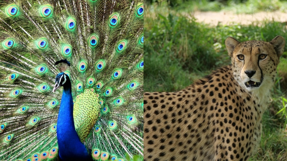 why birds are colorful but mammals are not