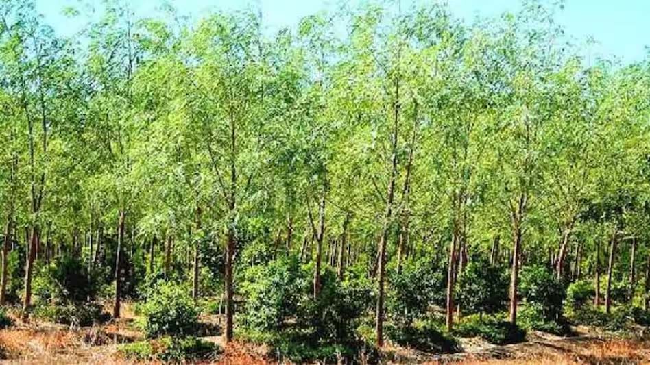 sandalwood and agarwood farming