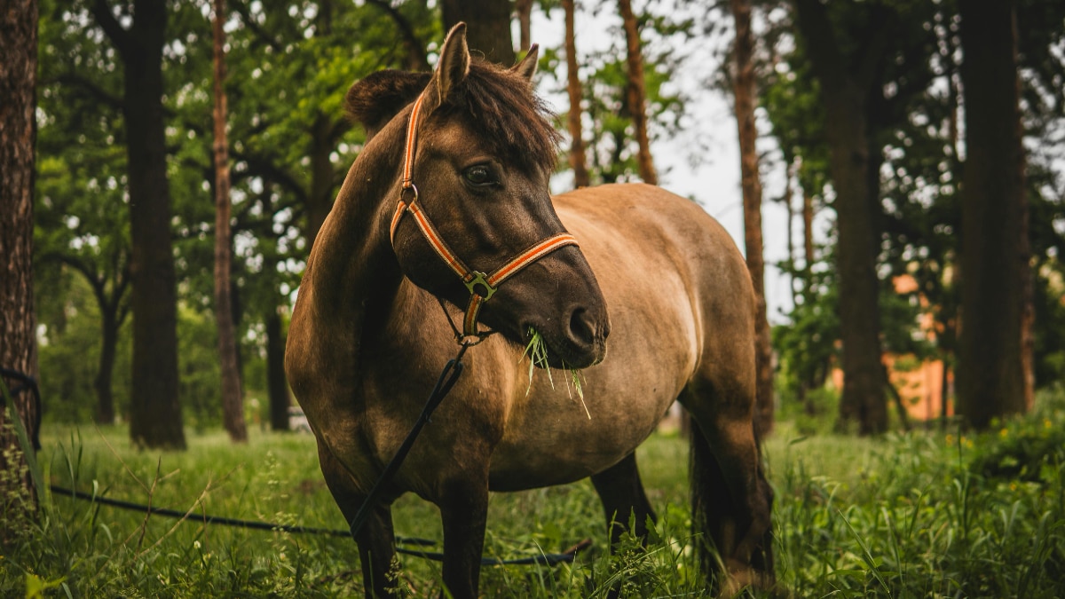 गुलाबी पैंथर या हरे कुत्ते क्यों नहीं दिखते?