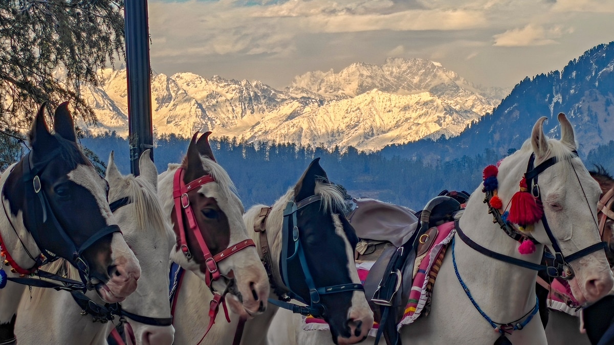 गुलाबी पैंथर या हरे कुत्ते क्यों नहीं दिखते?