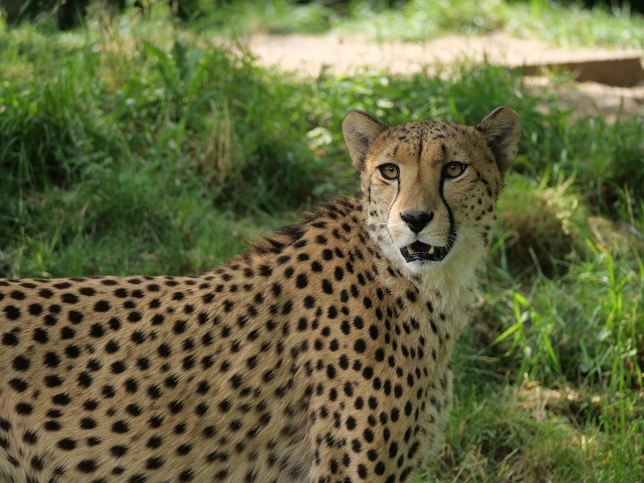 गुलाबी पैंथर या हरे कुत्ते क्यों नहीं दिखते?