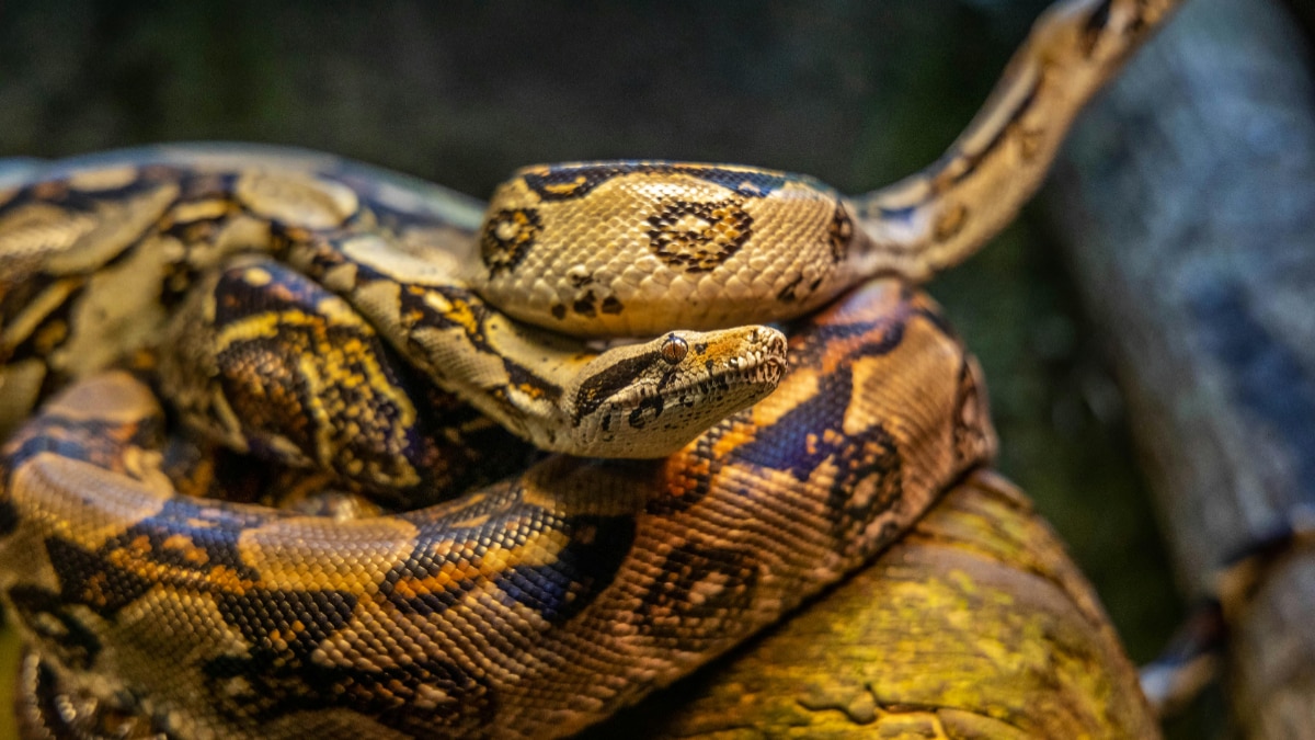 गुलाबी पैंथर या हरे कुत्ते क्यों नहीं दिखते?