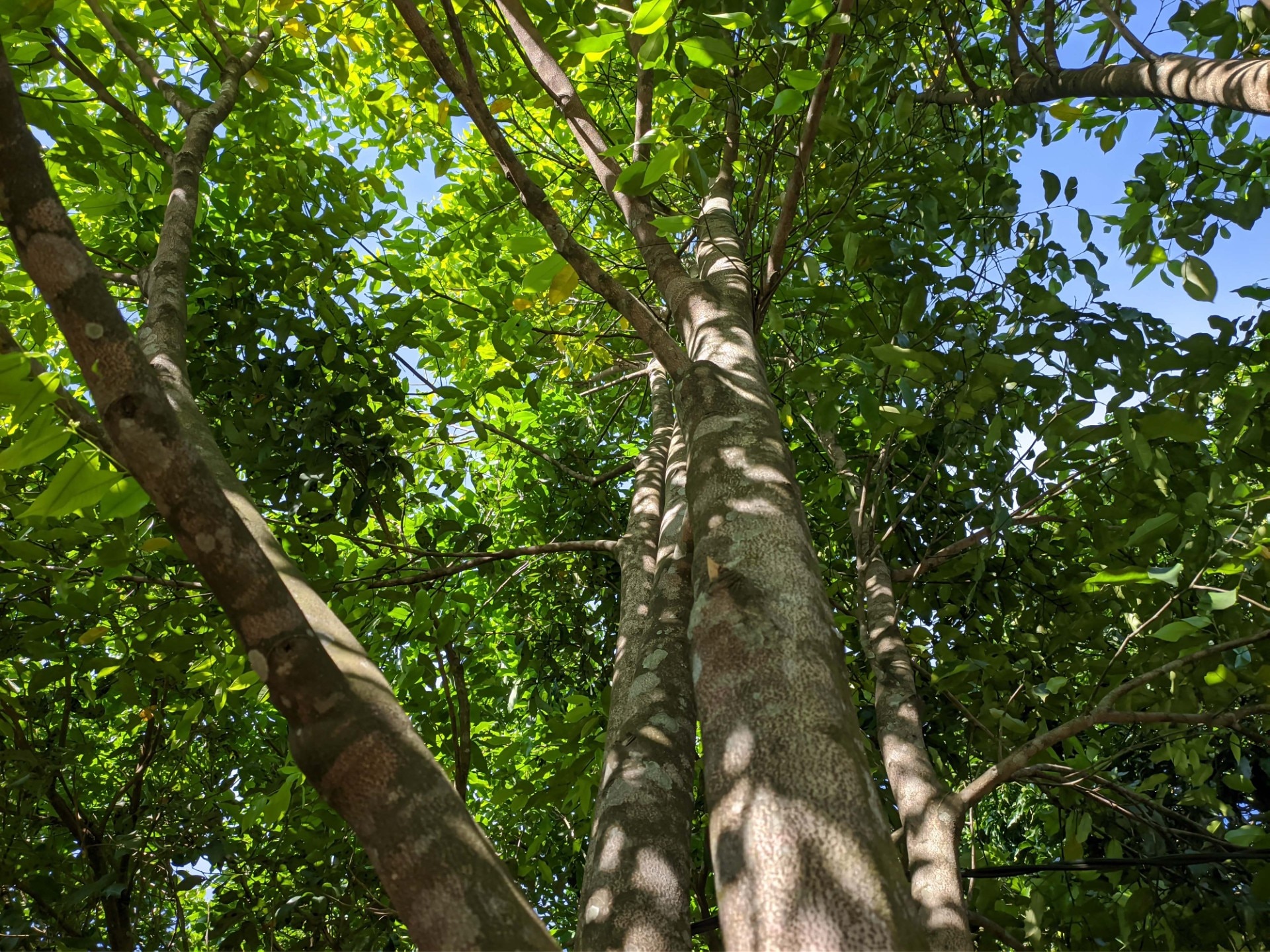 Wood farming (Getty Image)