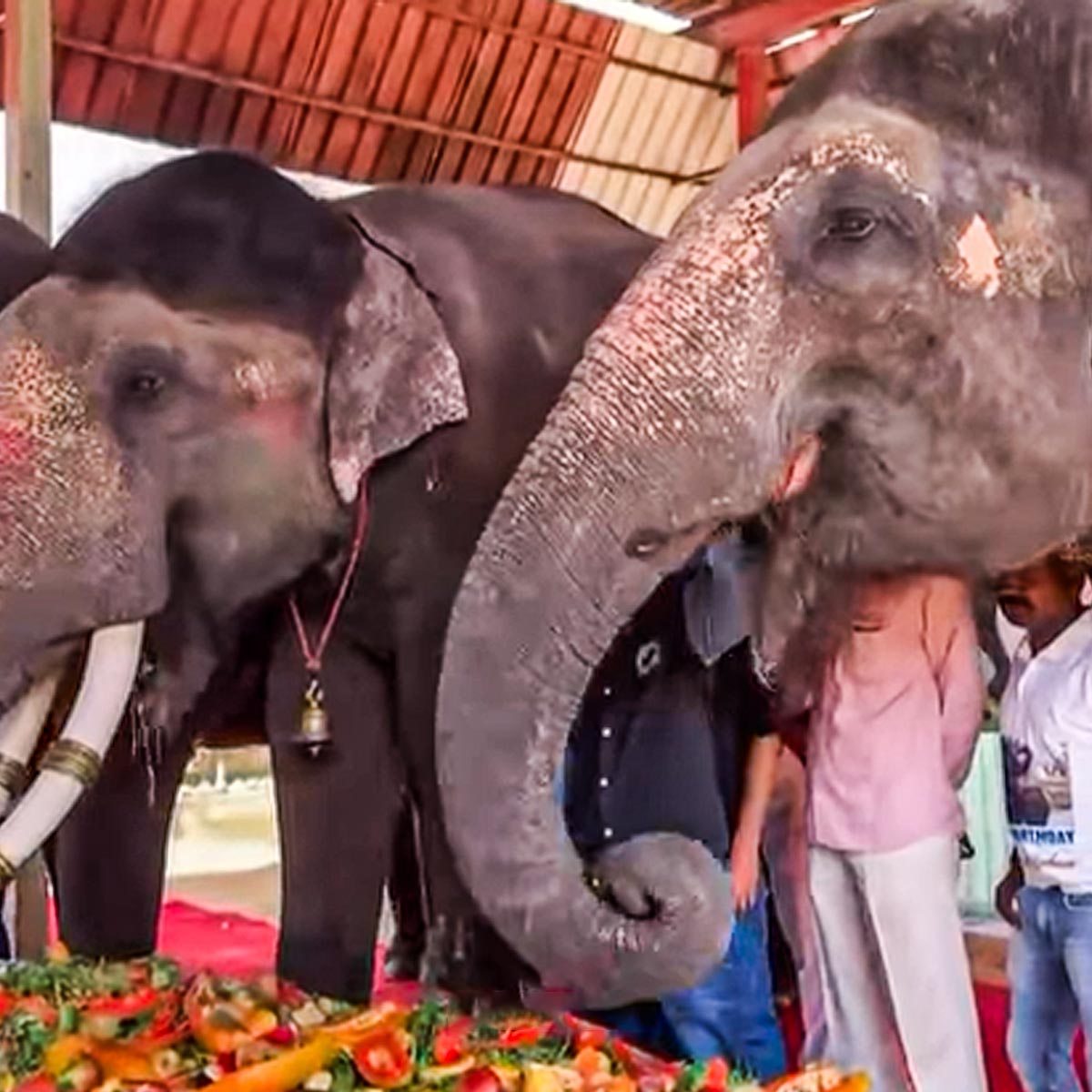 अनंत अंबानी