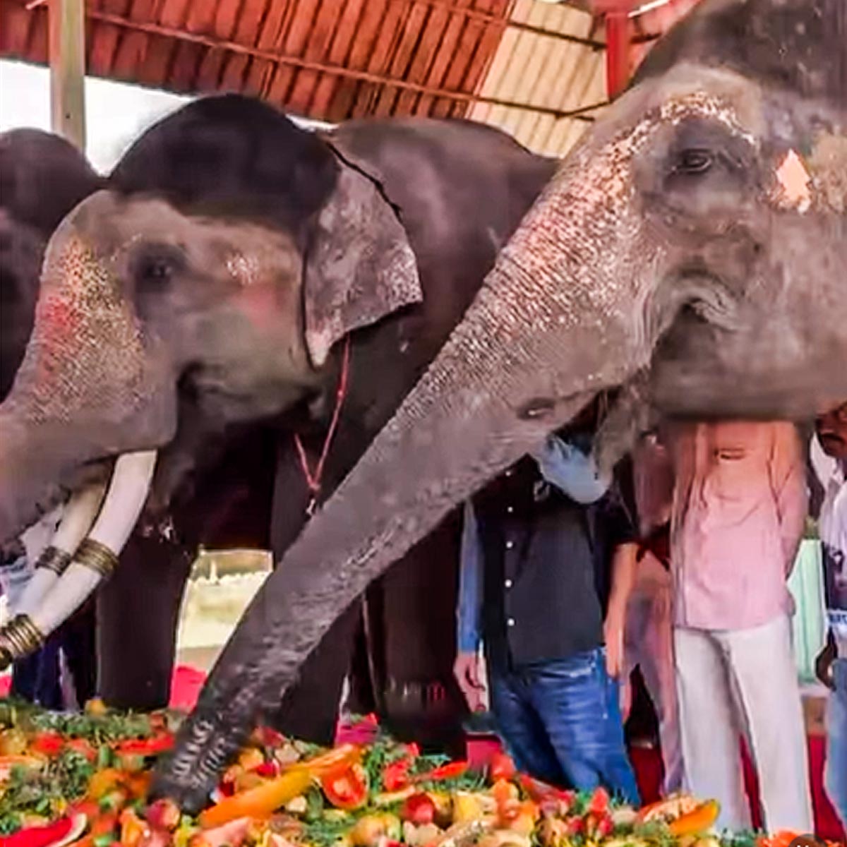 अनंत अंबानी