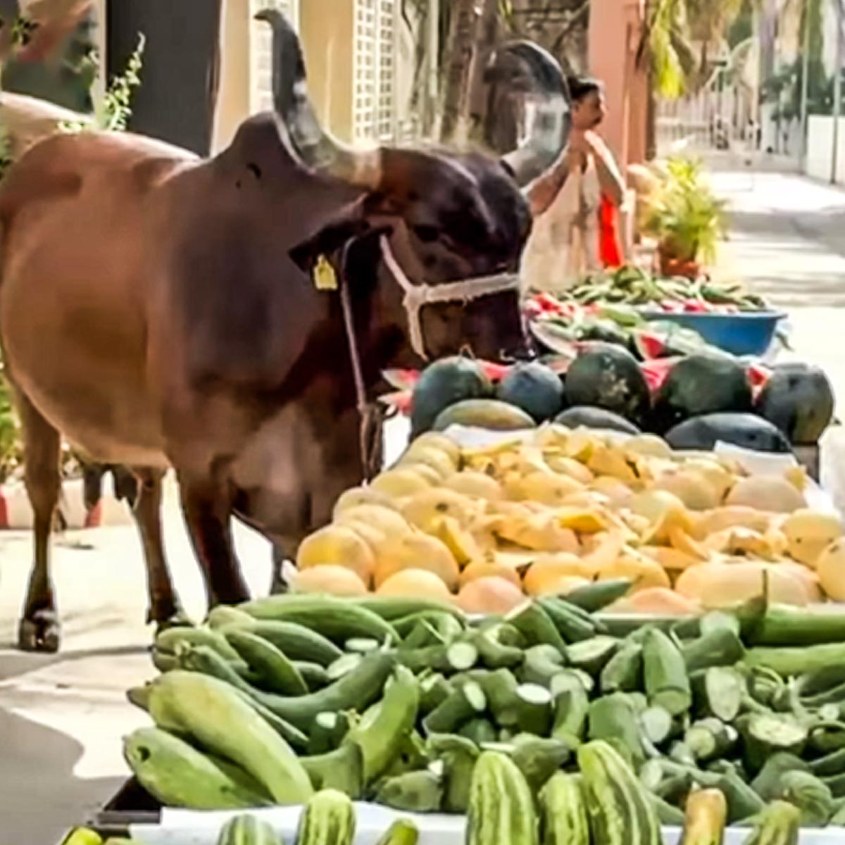 अनंत अंबानी