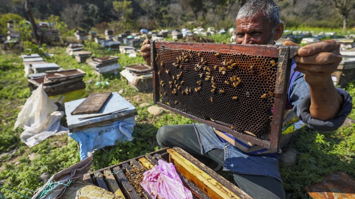 मधुमक्खी पालन से कम लागत में होगी अच्छी कमाई, जानिए पूरा तरीका