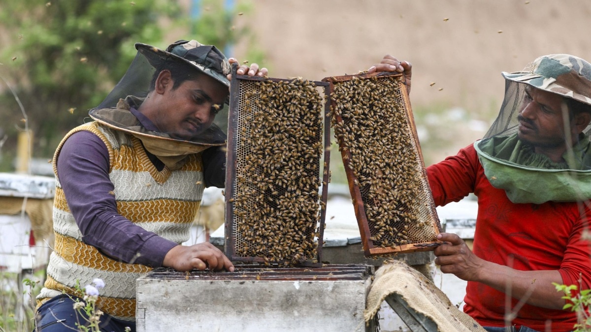 आम-लीची के सीजन में करें मधुमक्खी पालन, कम लागत में होगी बढ़िया कमाई, जानें तरीका