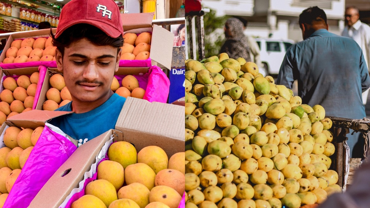 we-will-not-open-strait-of-mangoes-india-mango-export-debate