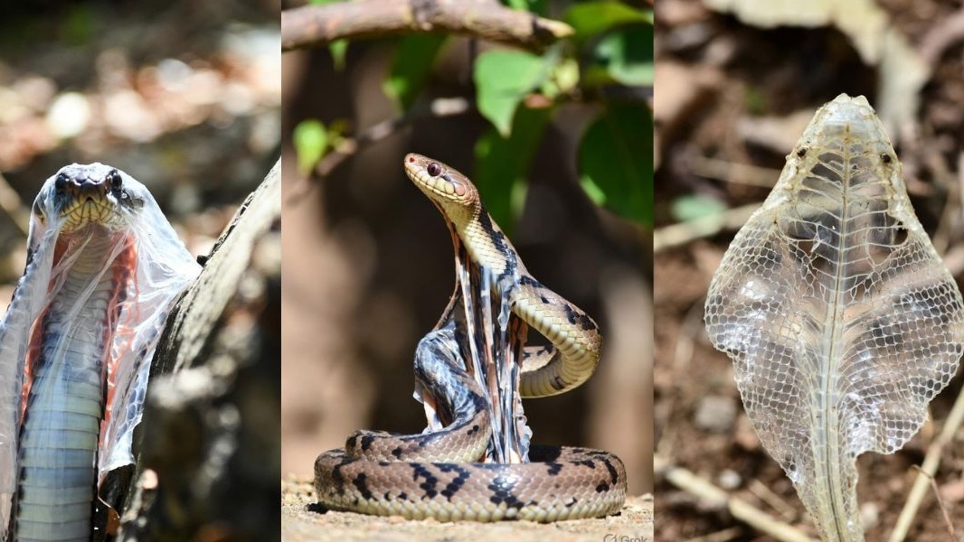 सांप क्यों उतारता है अपनी केंचुली, और लोग इसे घर क्यों लाते हैं?