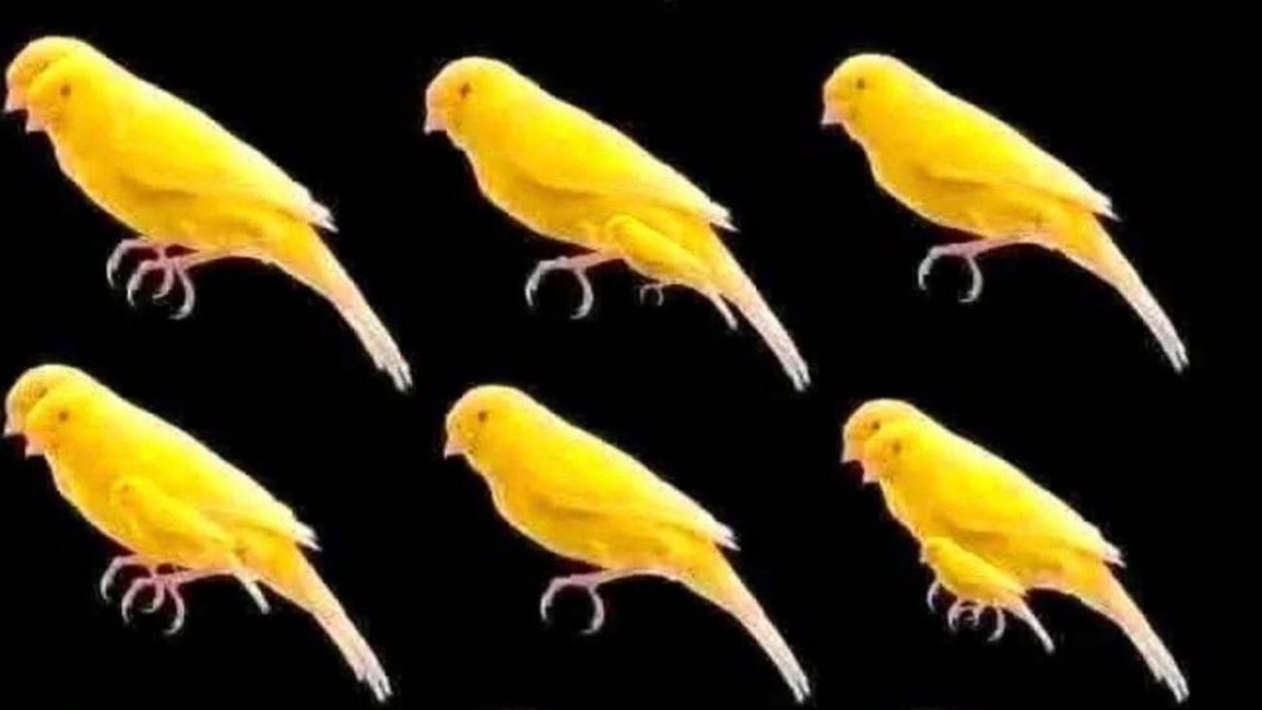 तस्वीर में कितने पक्षी हैं गिन पाएंगे आप? 10 सेकंड में खोजने का चैलेंज