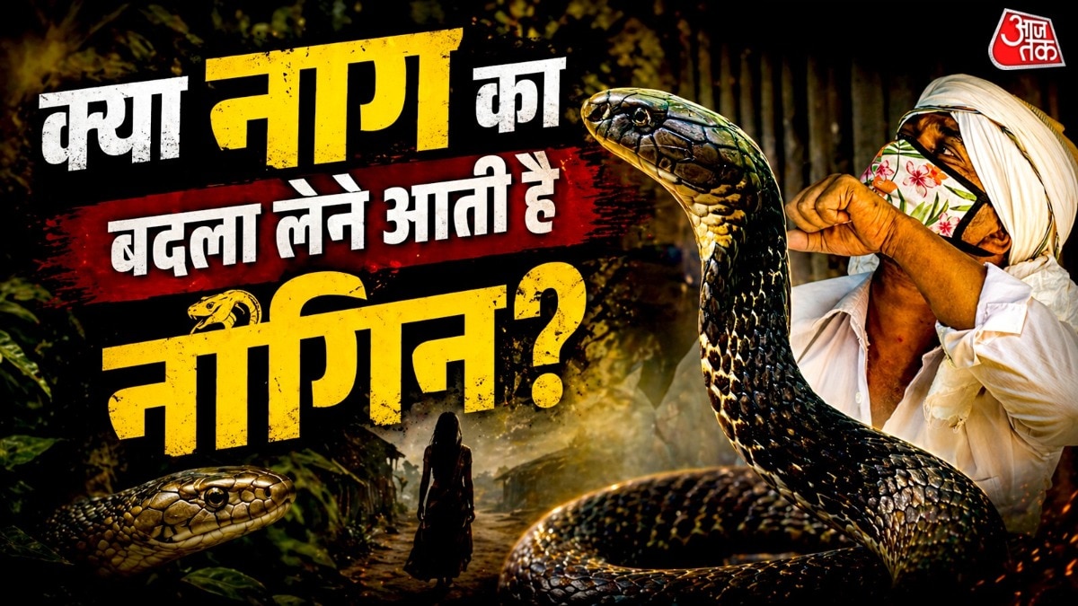 सांप आमतौर पर इंसानों पर हमला नहीं करते, बल्कि वे सिर्फ अपनी सुरक्षा के लिए काटते हैं. ( Photo: Pexels)