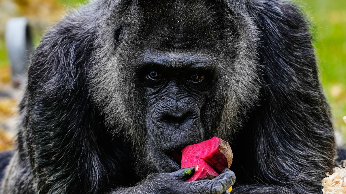  fatou-world-oldest-gorilla-69th-birthday