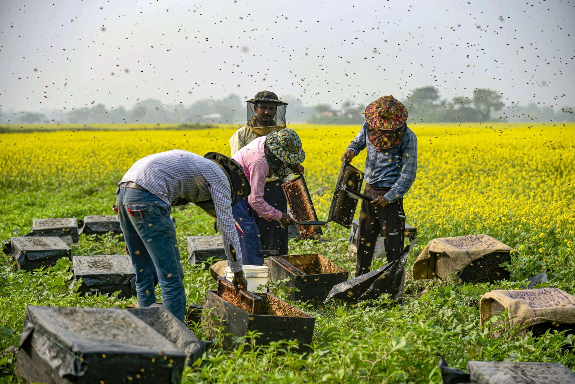 Beekeeping and honeybee farming (Photo-PTI)