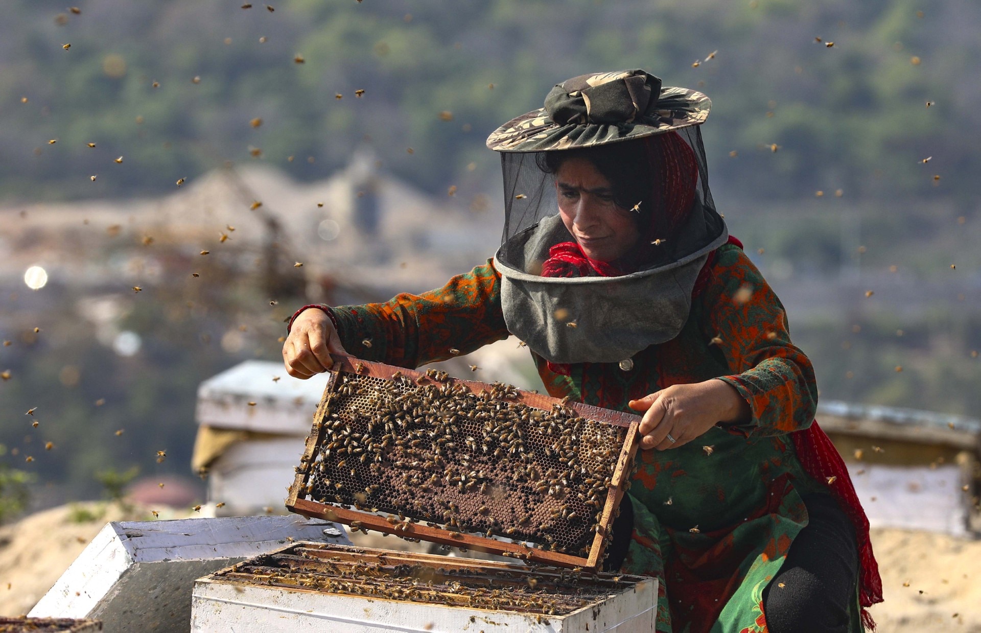 Beekeeping and honeybee farming (Photo-PTI)