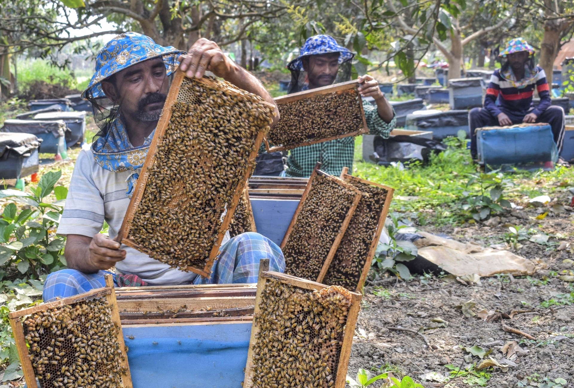 Beekeeping and honeybee farming (Photo-PTI)