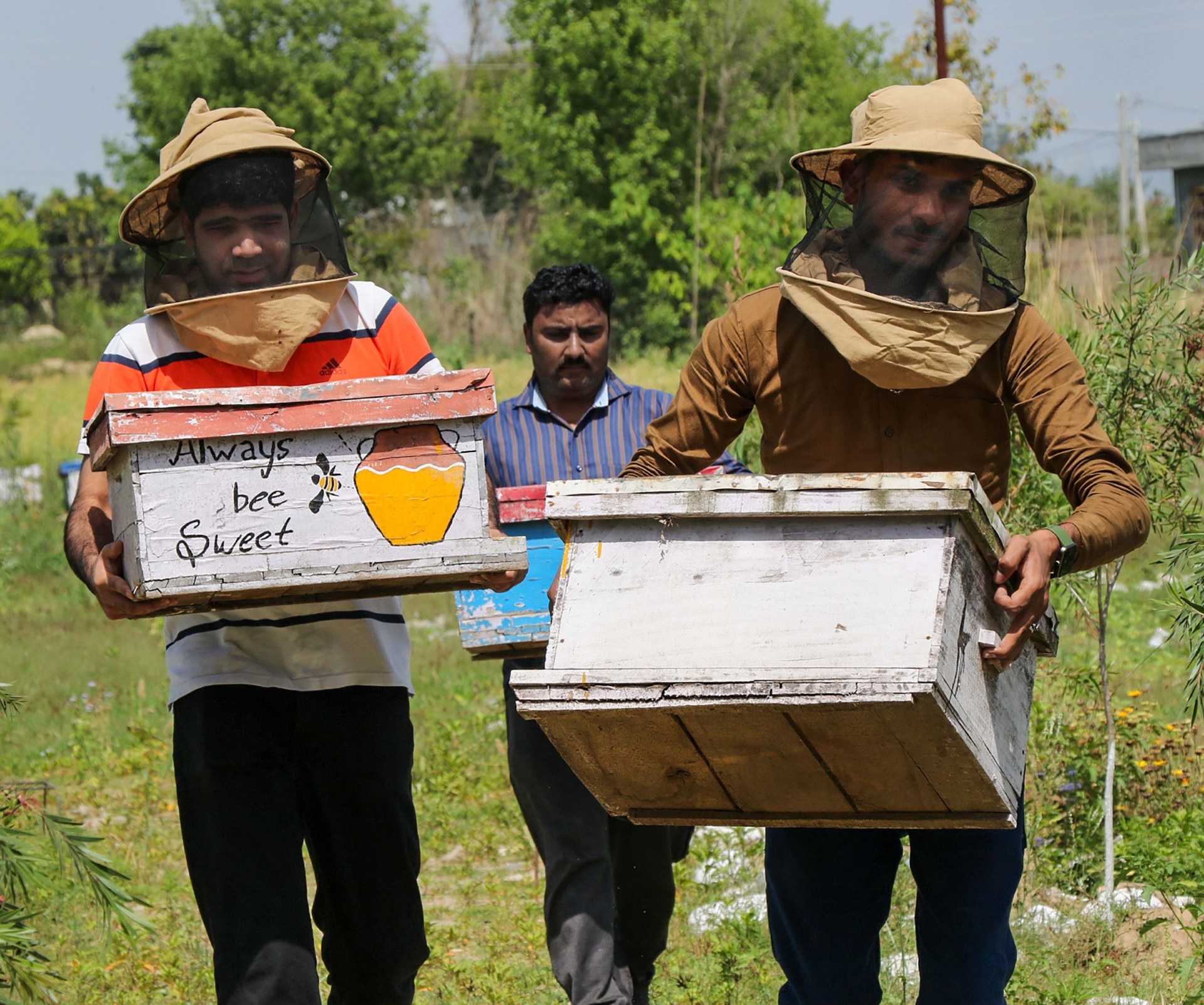 Beekeeping and honeybee farming (Photo-PTI)