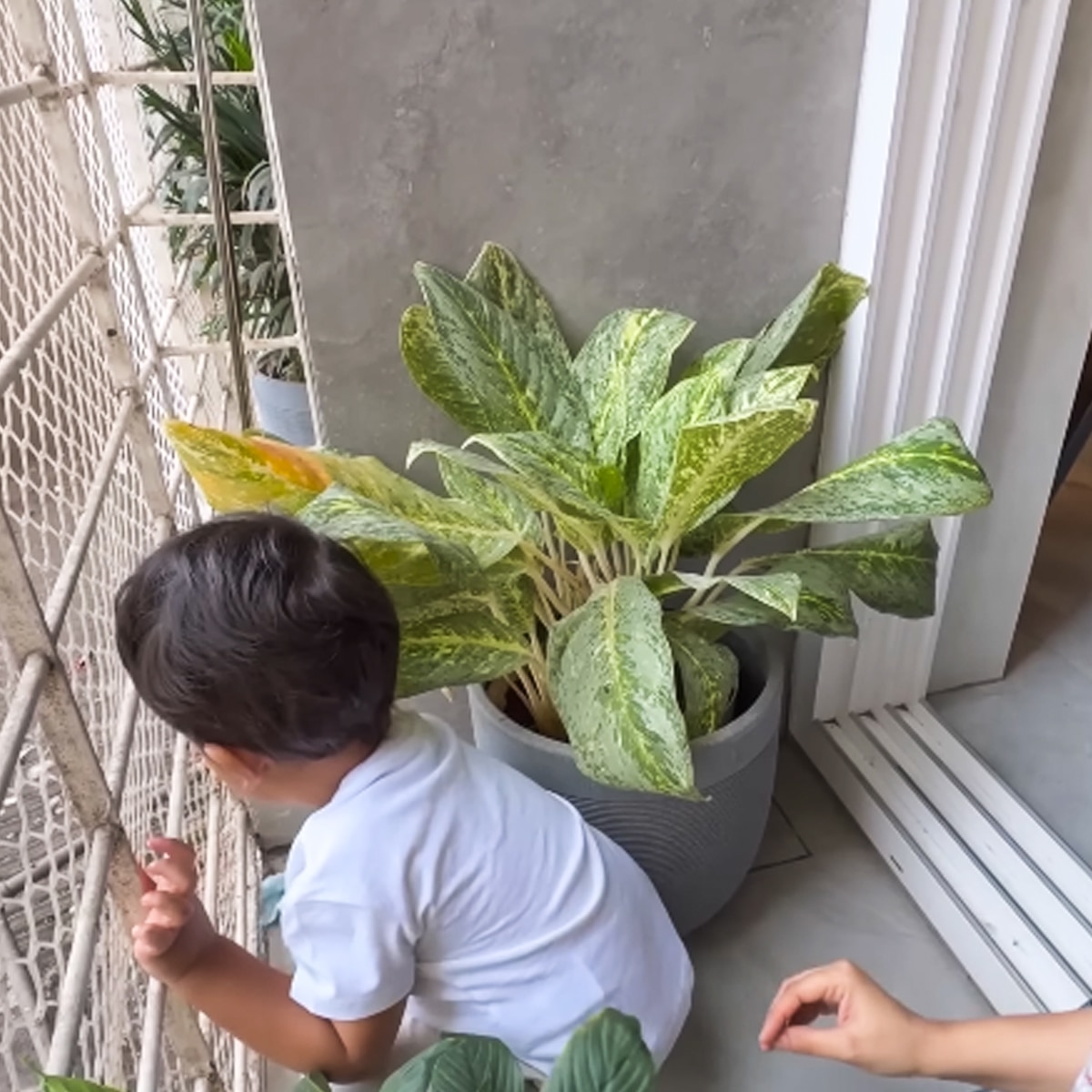   दीपिका कक्कड़