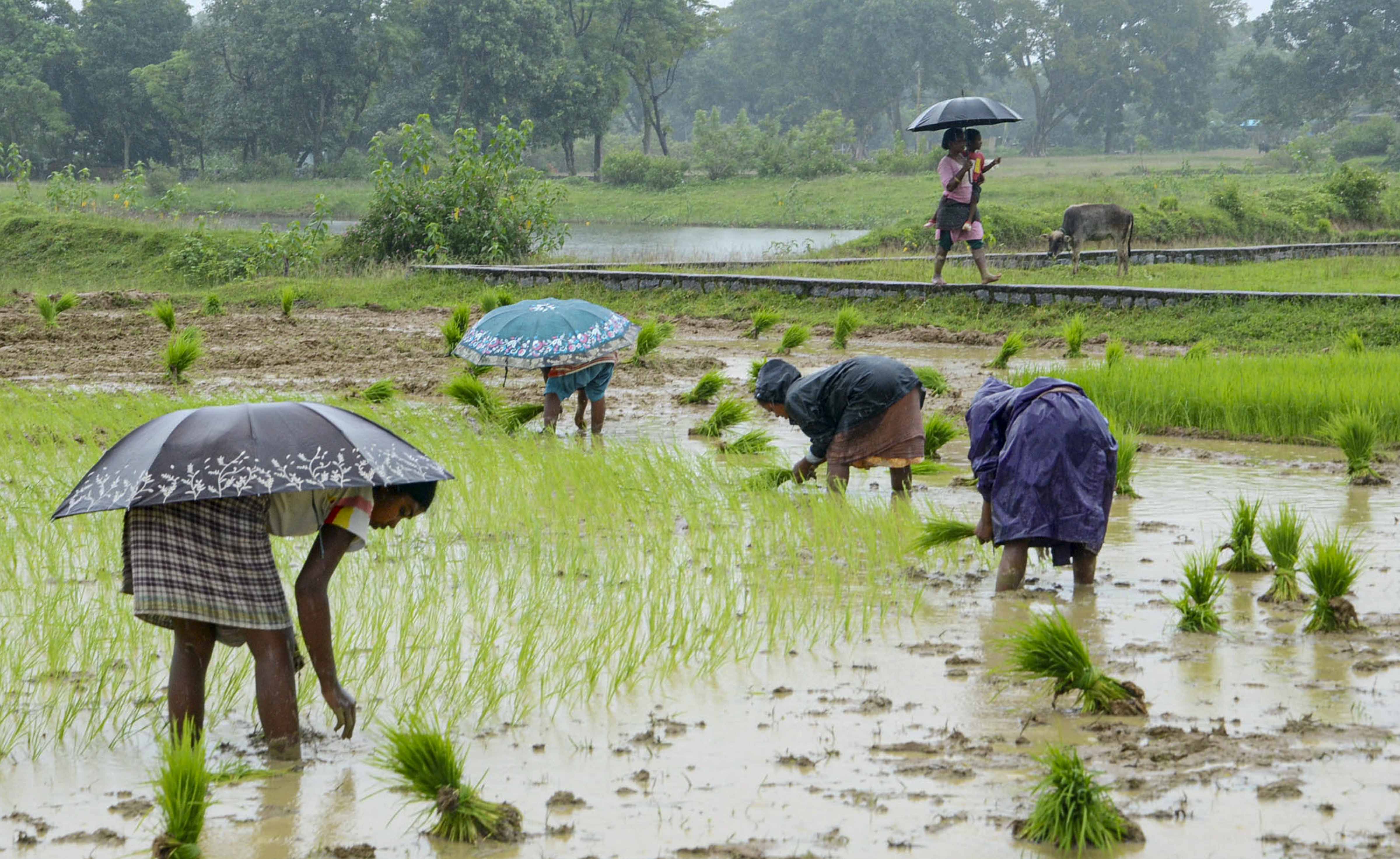 Monsoon Rain Impact on Agriculture (File Photo- PTI)