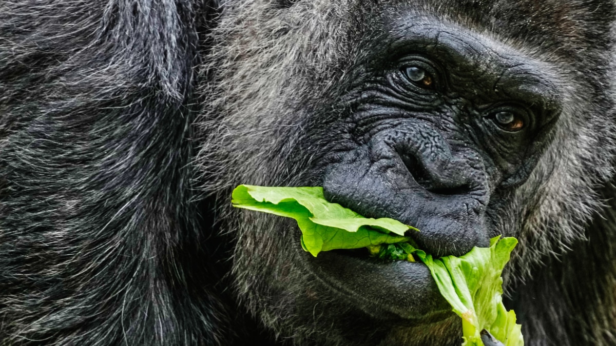  fatou-world-oldest-gorilla-69th-birthday