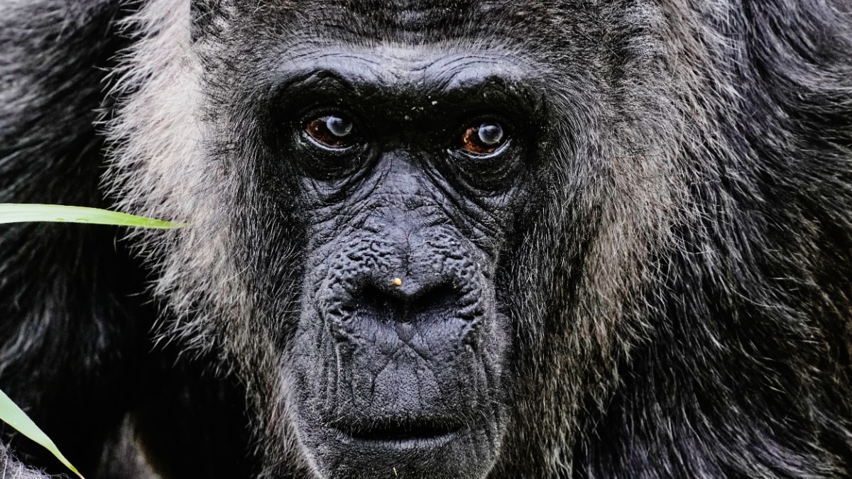  fatou-world-oldest-gorilla-69th-birthday
