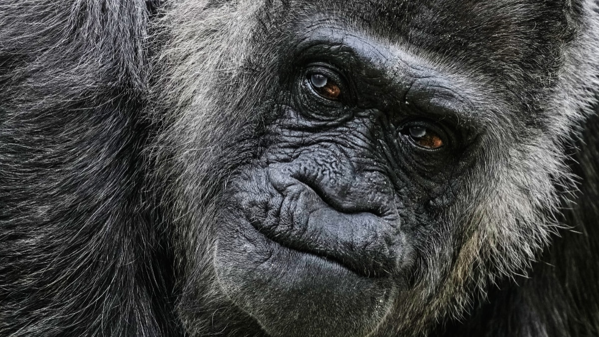  fatou-world-oldest-gorilla-69th-birthday