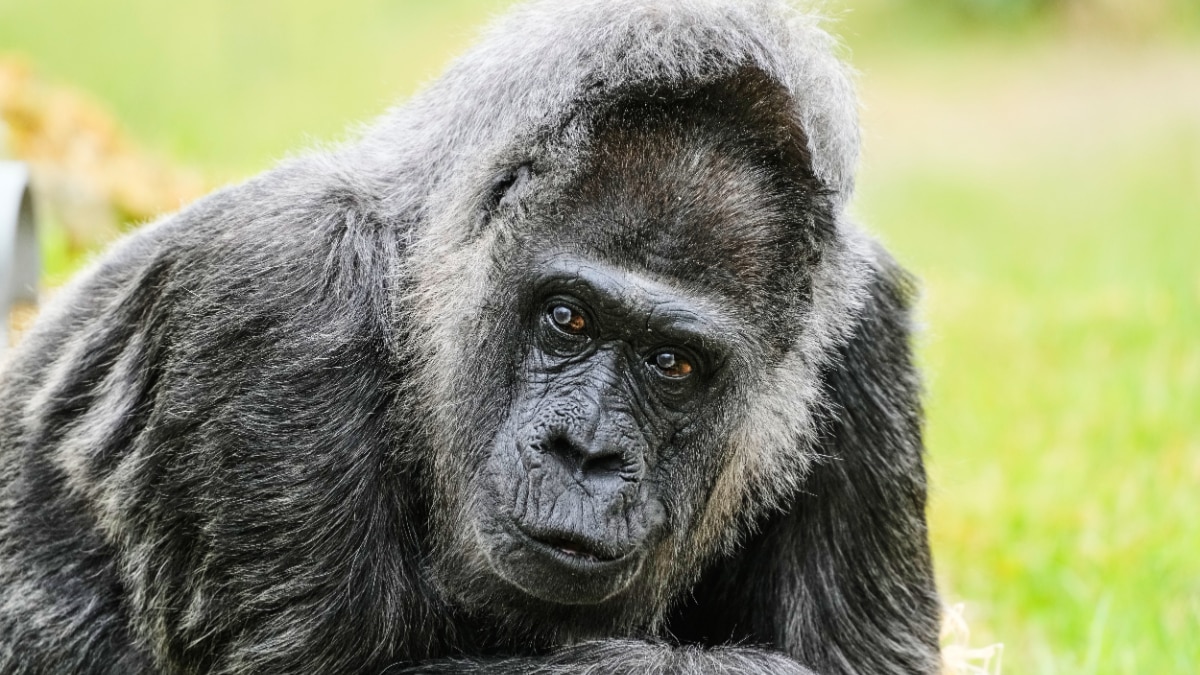  fatou-world-oldest-gorilla-69th-birthday