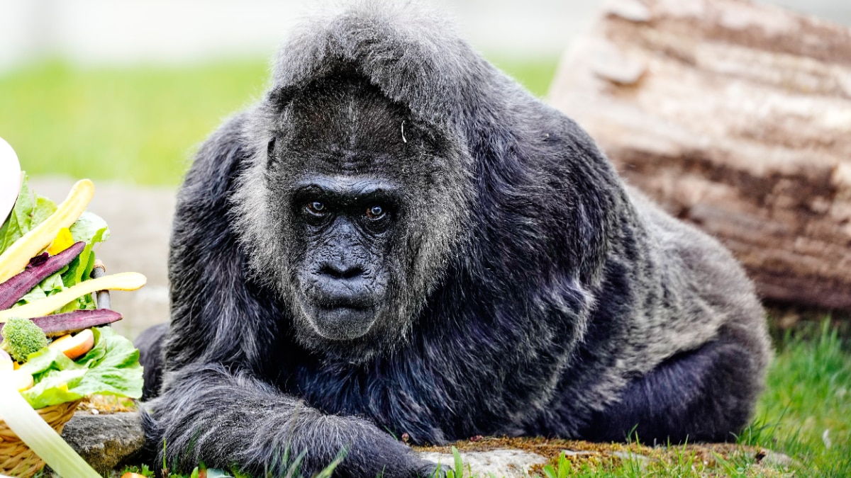  fatou-world-oldest-gorilla-69th-birthday