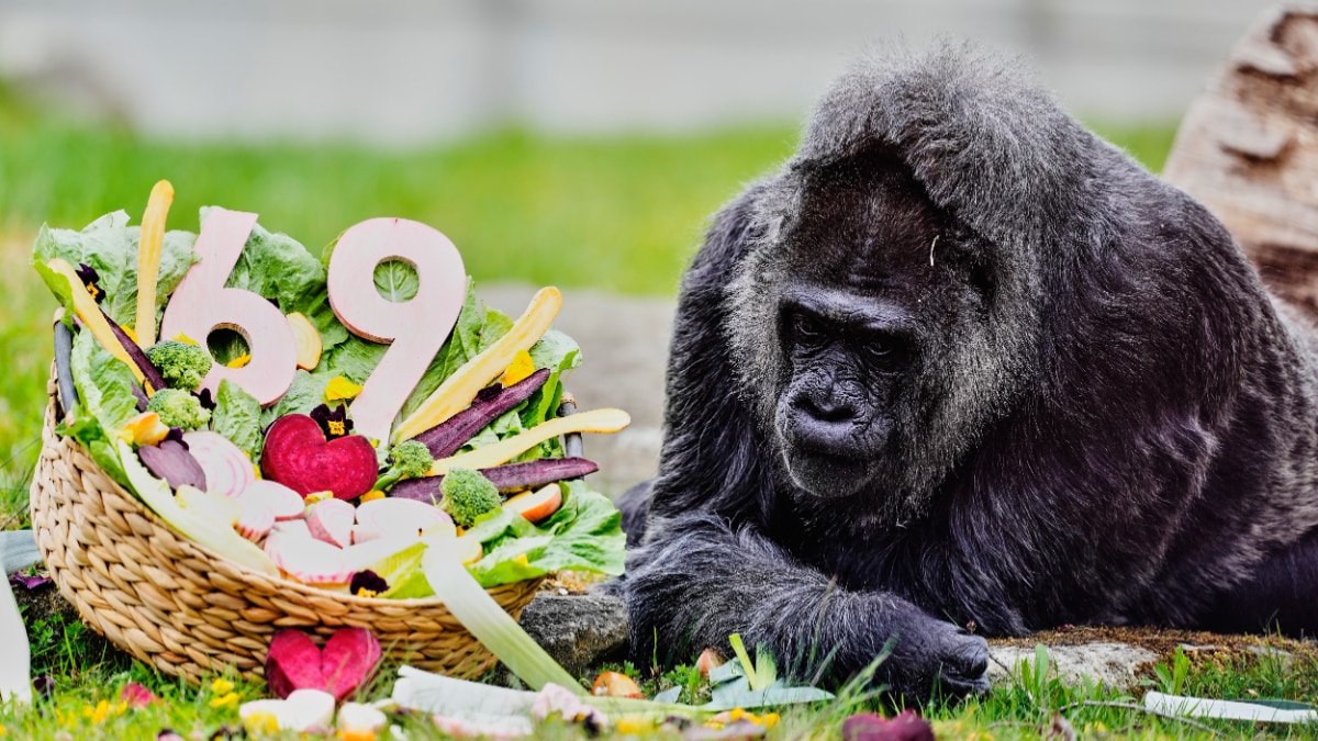  fatou-world-oldest-gorilla-69th-birthday