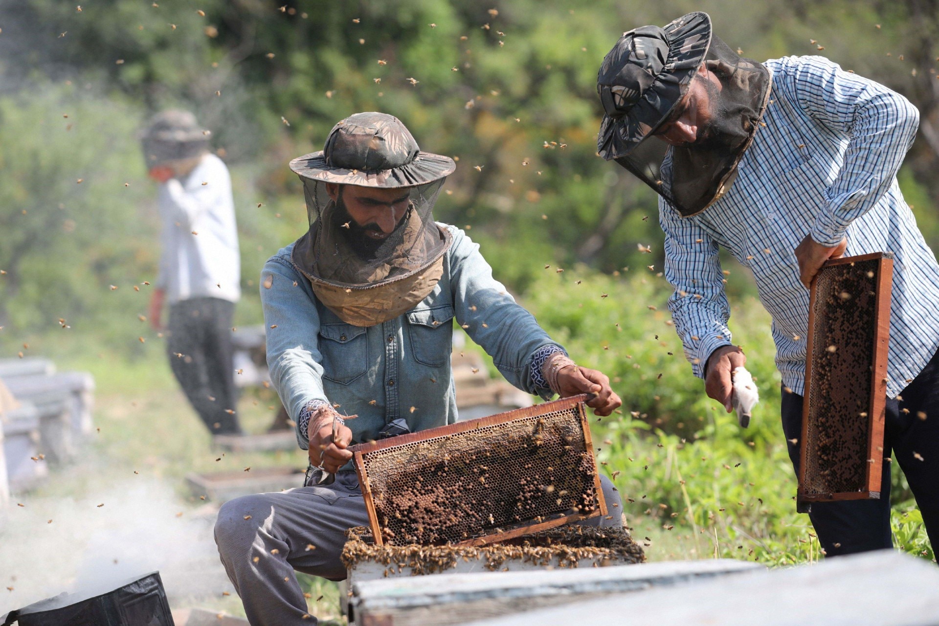 Beekeeping and honeybee farming (Photo-PTI)