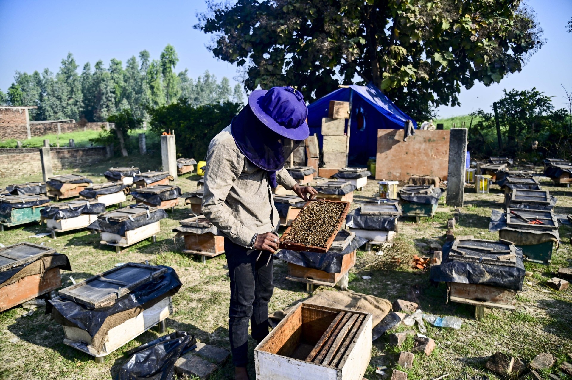 Beekeeping and honeybee farming (Photo-PTI)