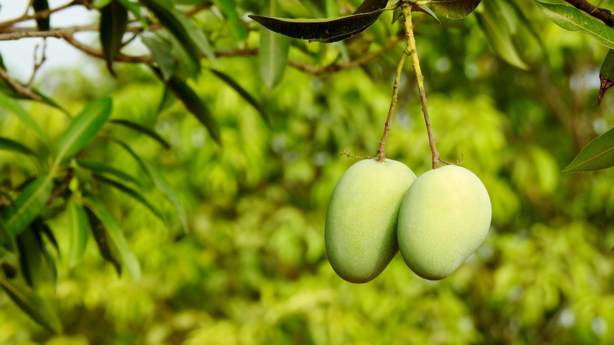  आम का तेजी से बढ़ता बाजार