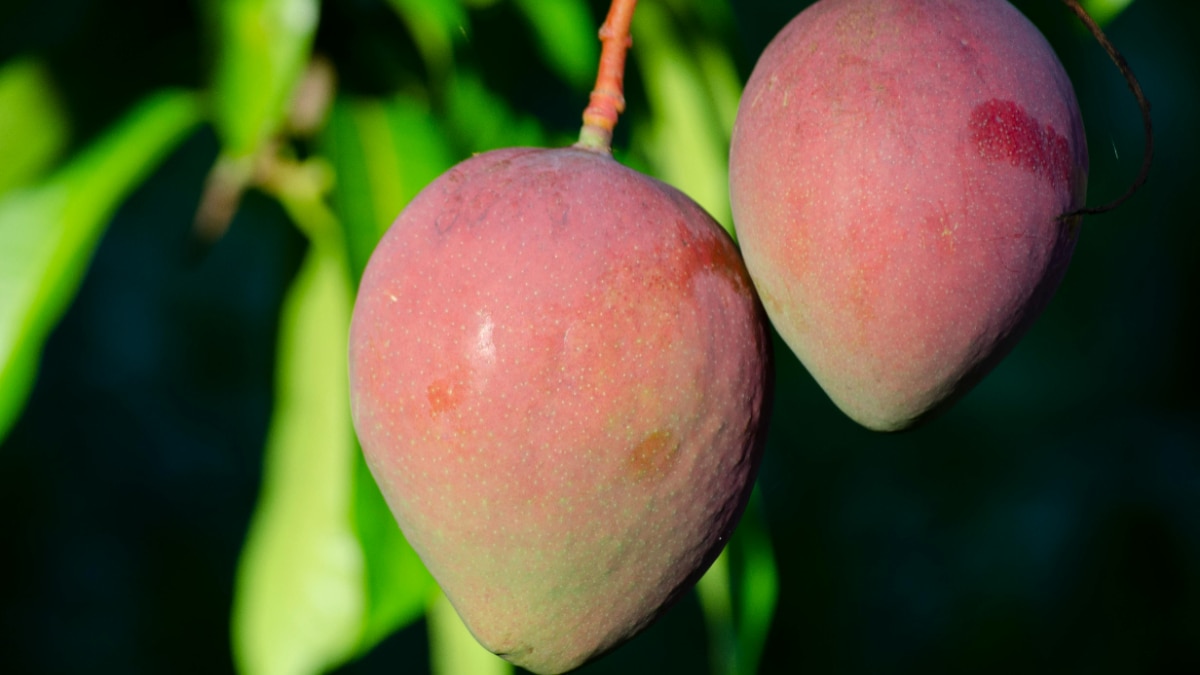 भारतीयों का आम प्रेम