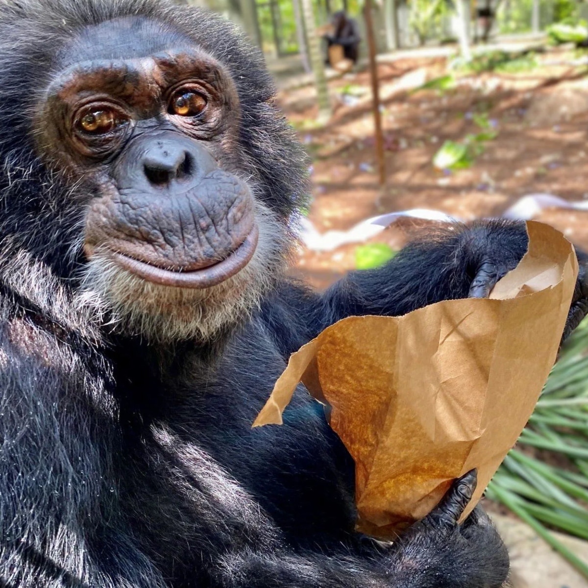 कहां है माइकल जैक्सन का पेट चिम्पांजी?