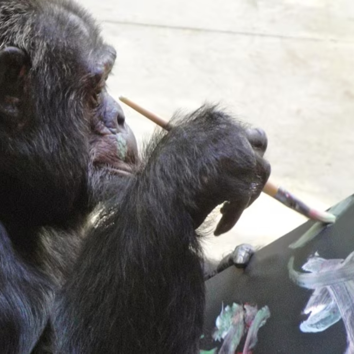 कहां है माइकल जैक्सन का पेट चिम्पांजी?