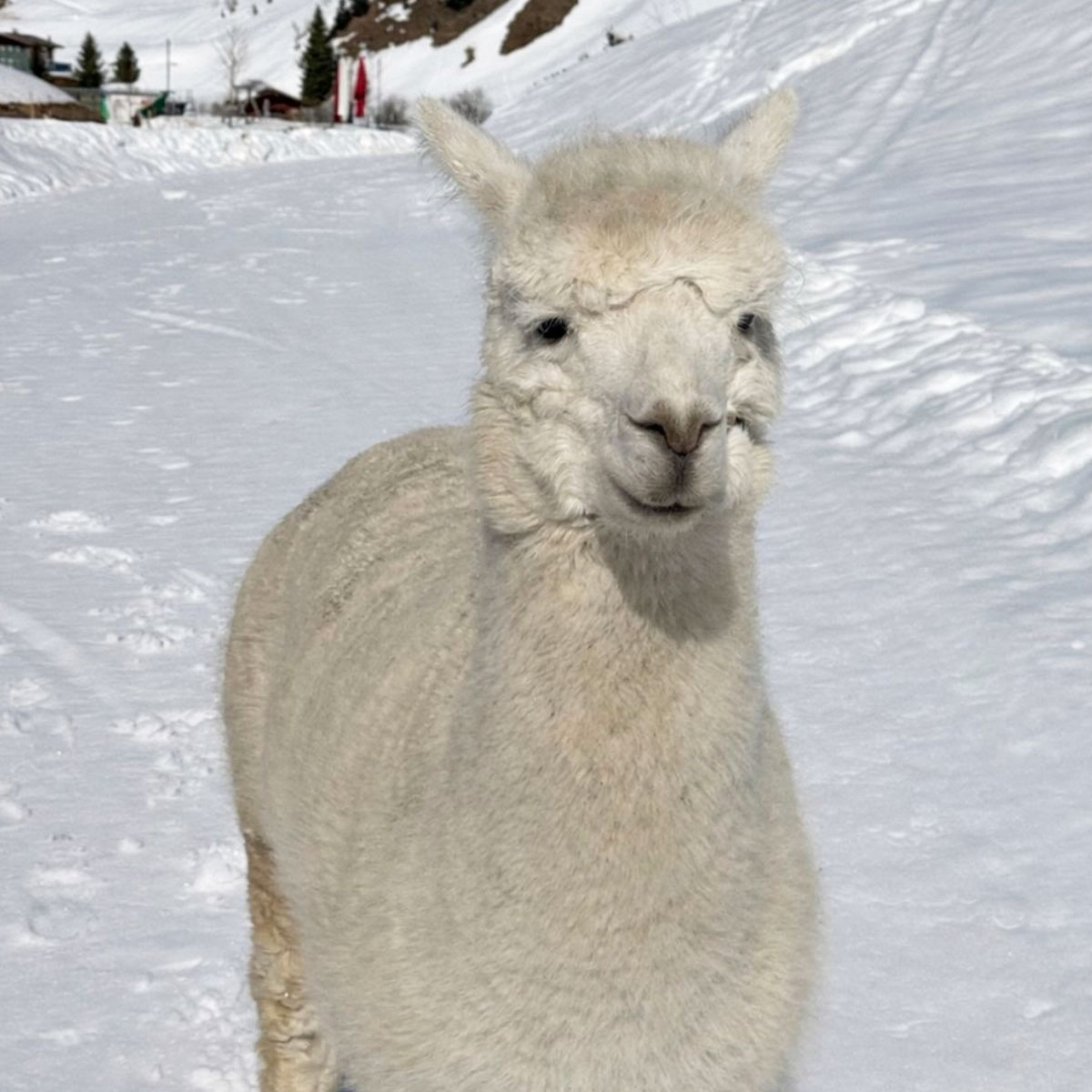 रणबीर-आलिया