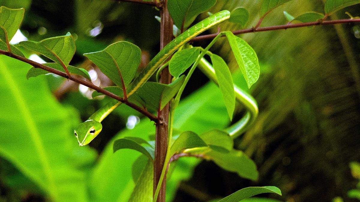 लोगों से छिपता है, पत्ता बनकर जीता है यह रहस्यमयी सांप!