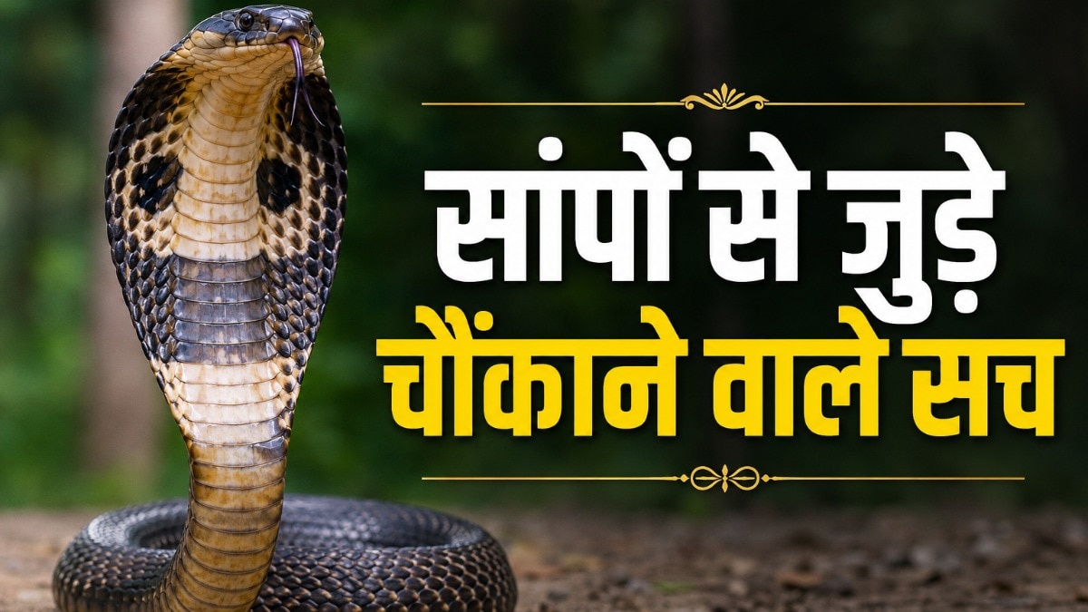 वाइल्डलाइफ SOS के स्नेक एक्सपर्ट श्रेष्ठ पचौरी ने बताया सच्चाई क्या है. ( Photo: AI)